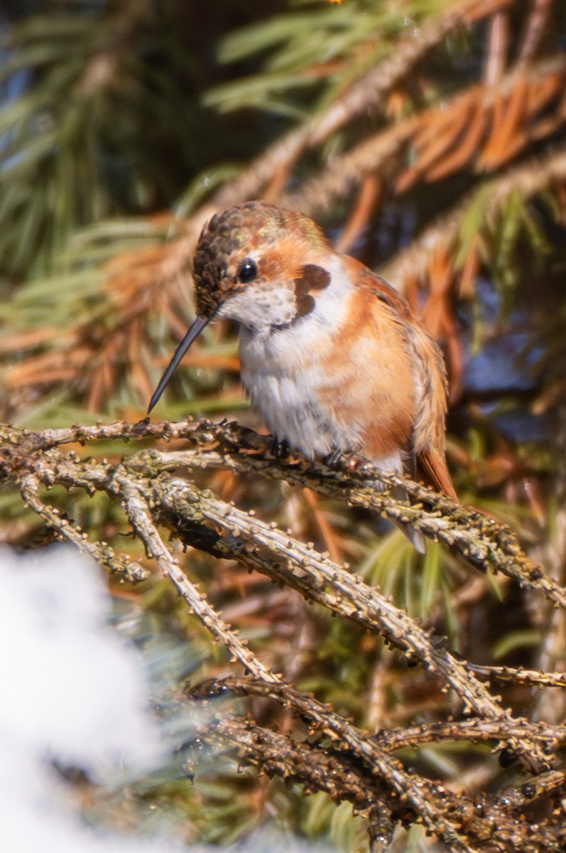 Rufous Hummingbird - ML646264289