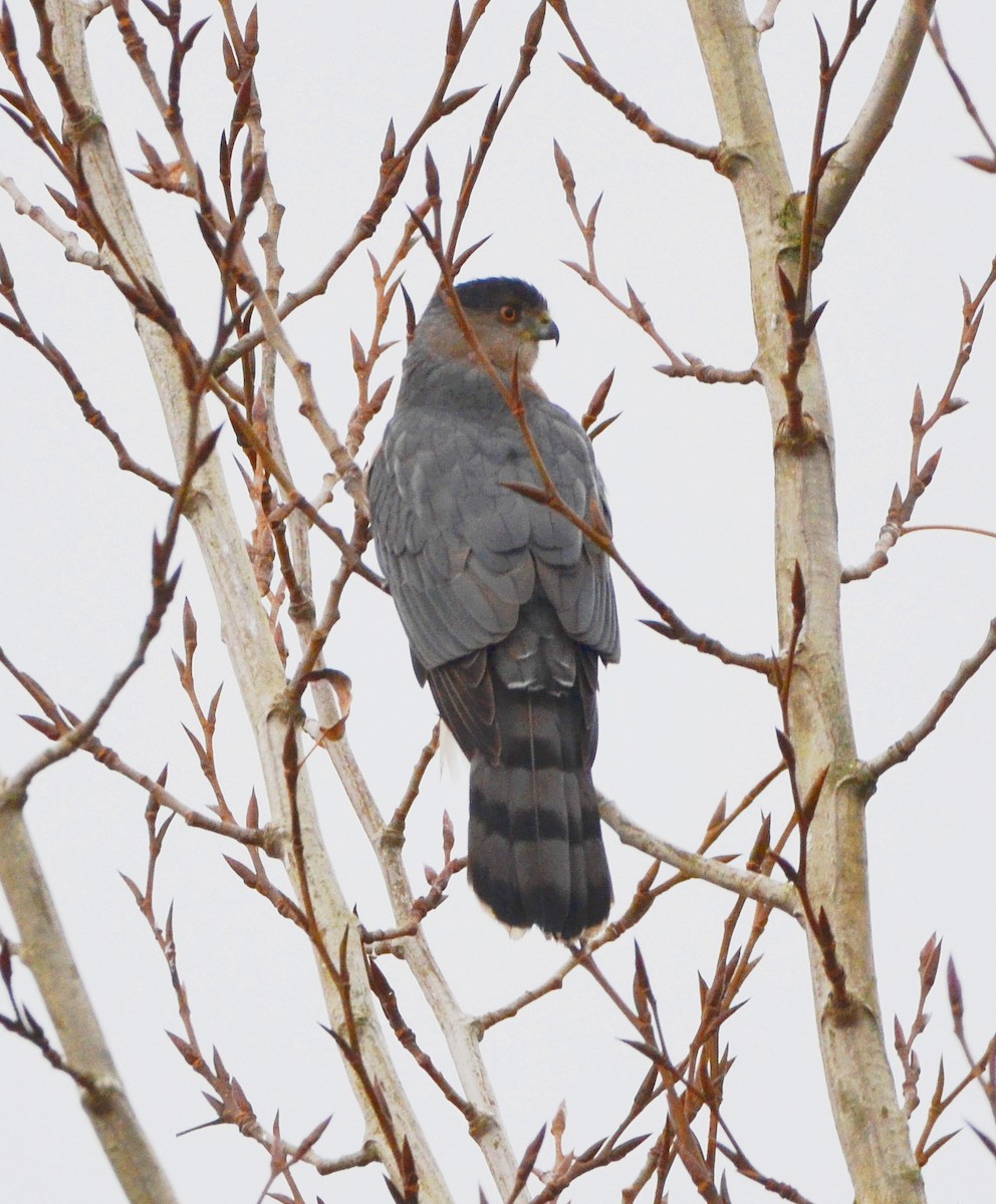 Sharp-shinned Hawk - ML646264290