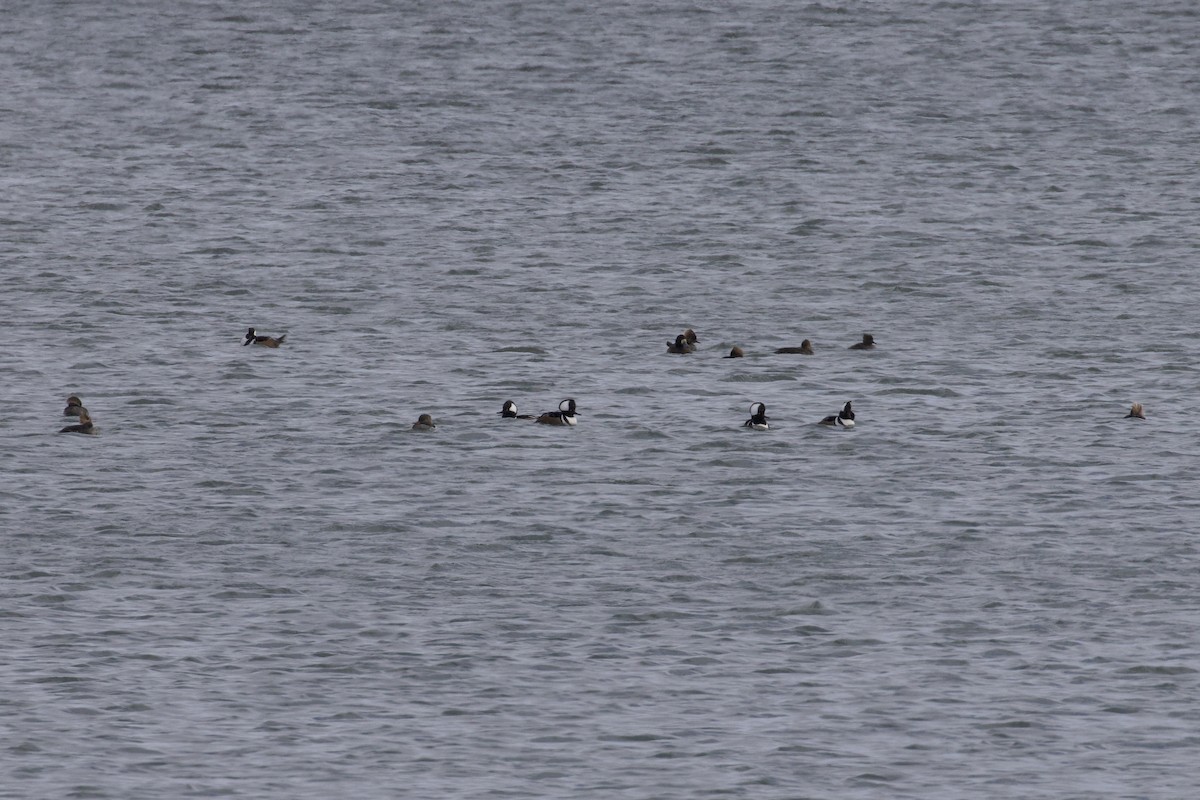Hooded Merganser - ML646264295