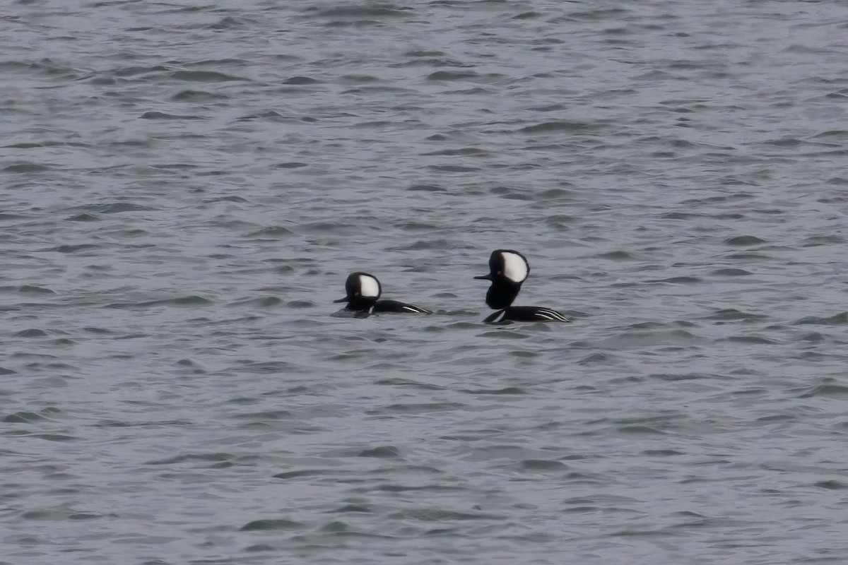 Hooded Merganser - ML646264296