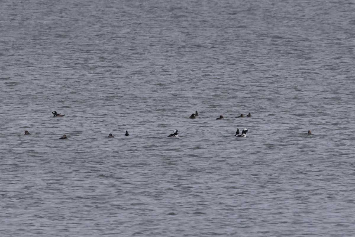 Hooded Merganser - ML646264297