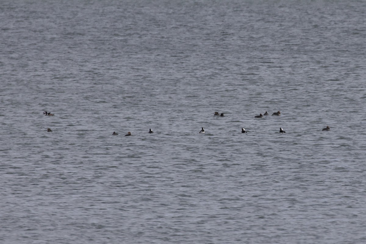 Hooded Merganser - ML646264298