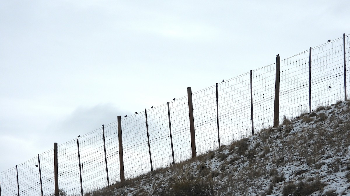 Mountain Bluebird - ML646264299