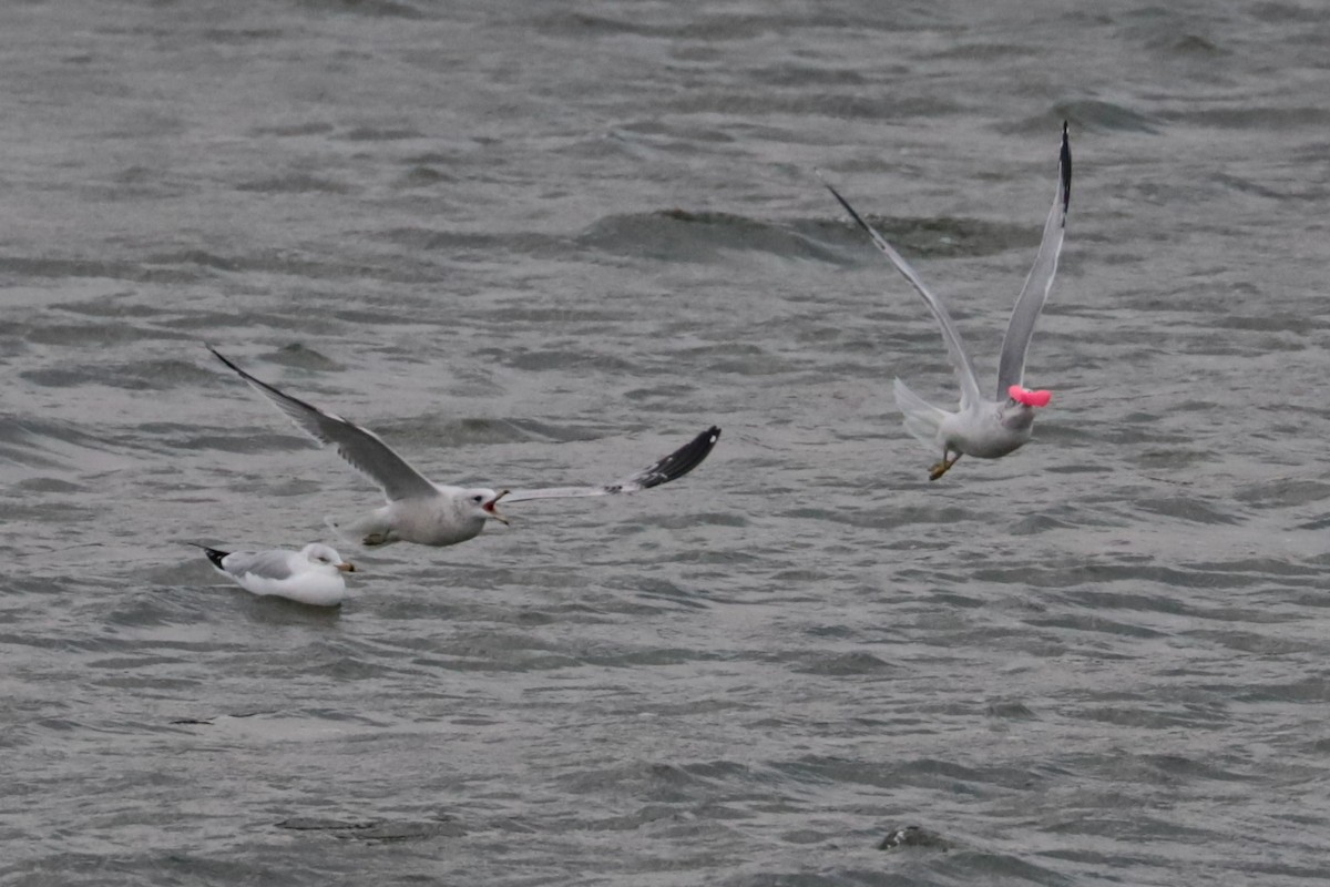 Мартин делаверський - ML646264300