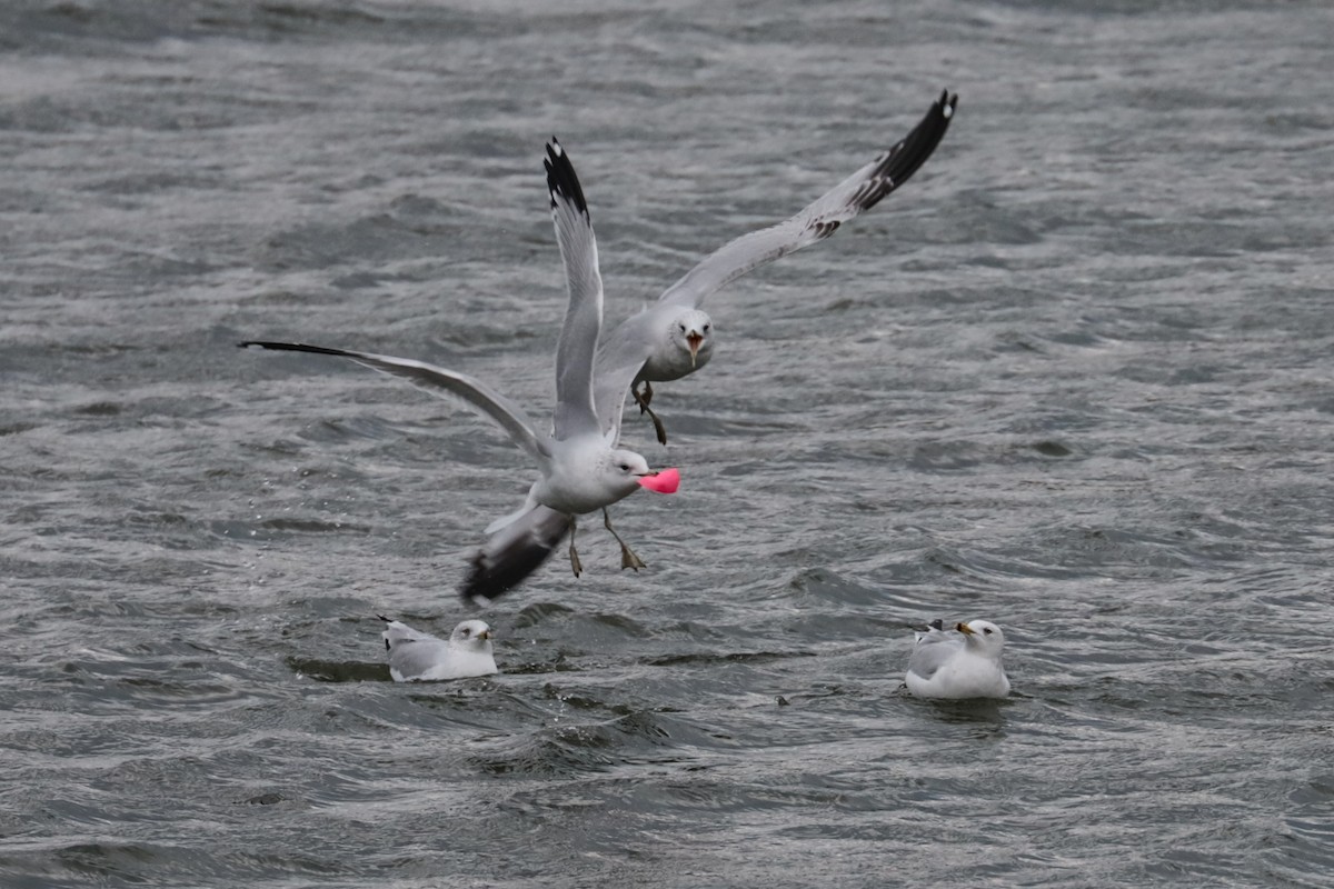Мартин делаверський - ML646264301