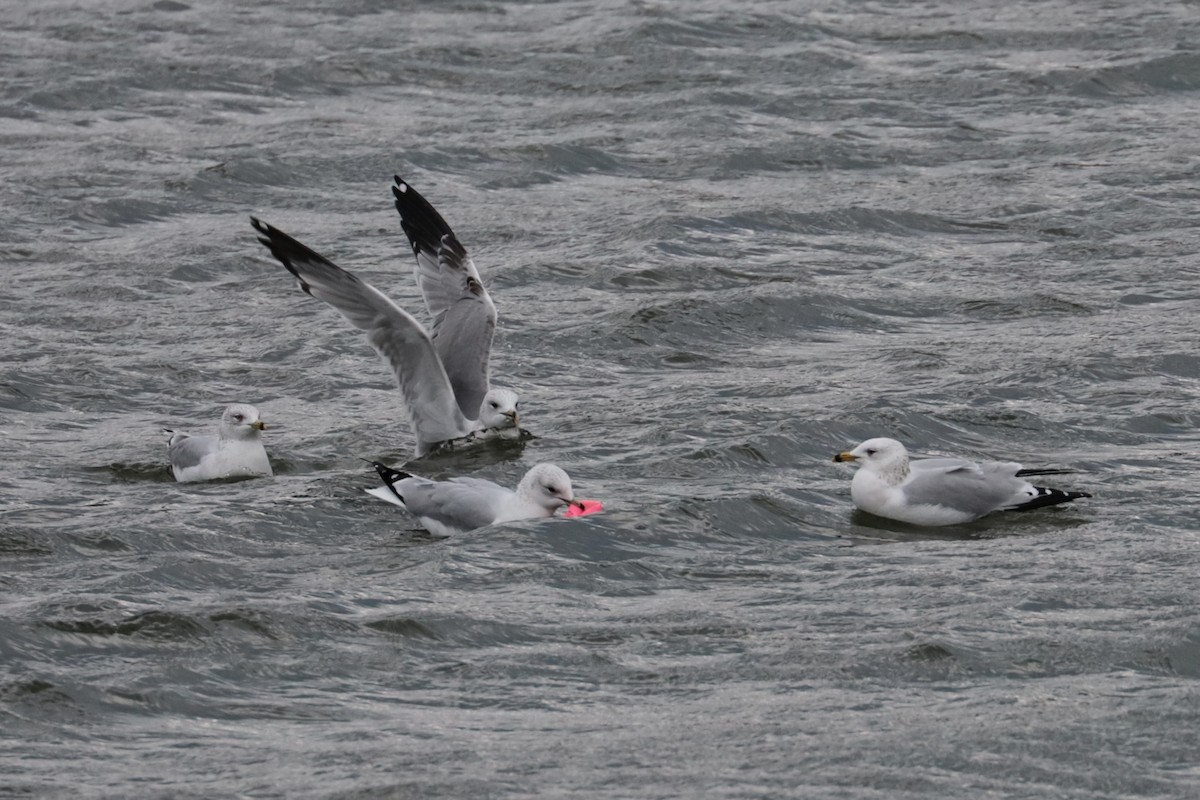 Мартин делаверський - ML646264302