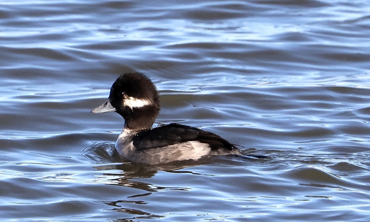 Bufflehead - ML646264303
