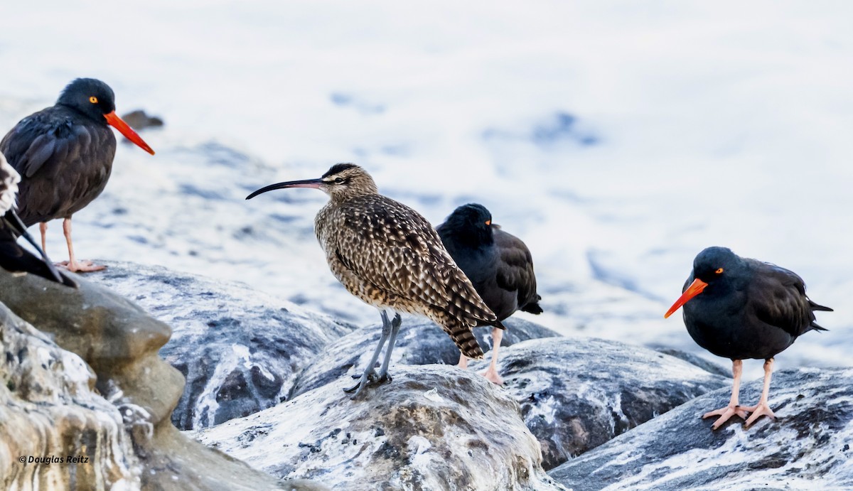 Hudsonian Whimbrel - ML646264308