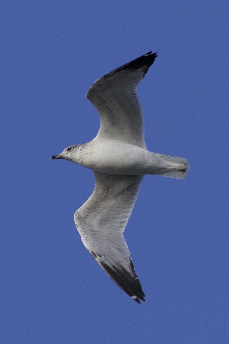 Ring-billed Gull - ML646264310