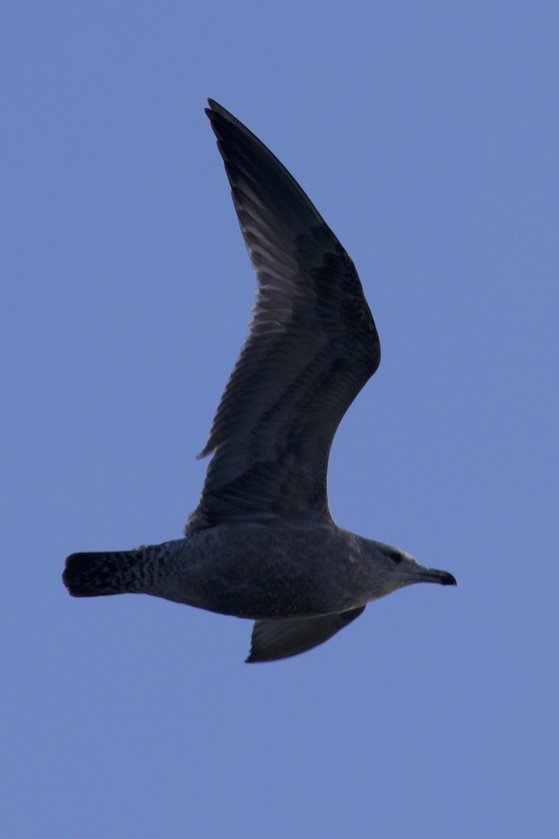 American Herring Gull - ML646264316