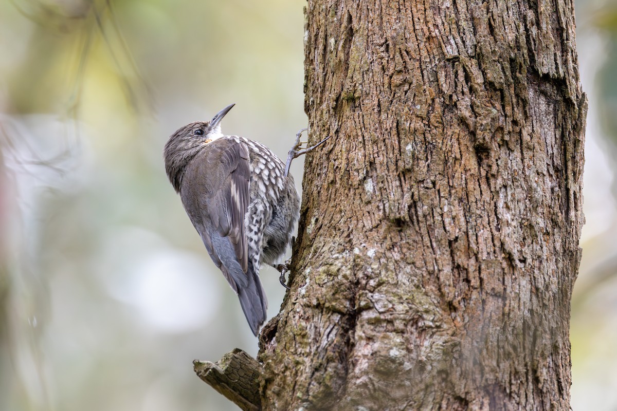 White-throated Treecreeper - ML646264319