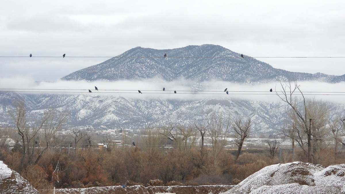 Mountain Bluebird - ML646264323