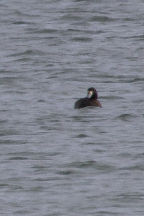 Greater Scaup - ML646264330