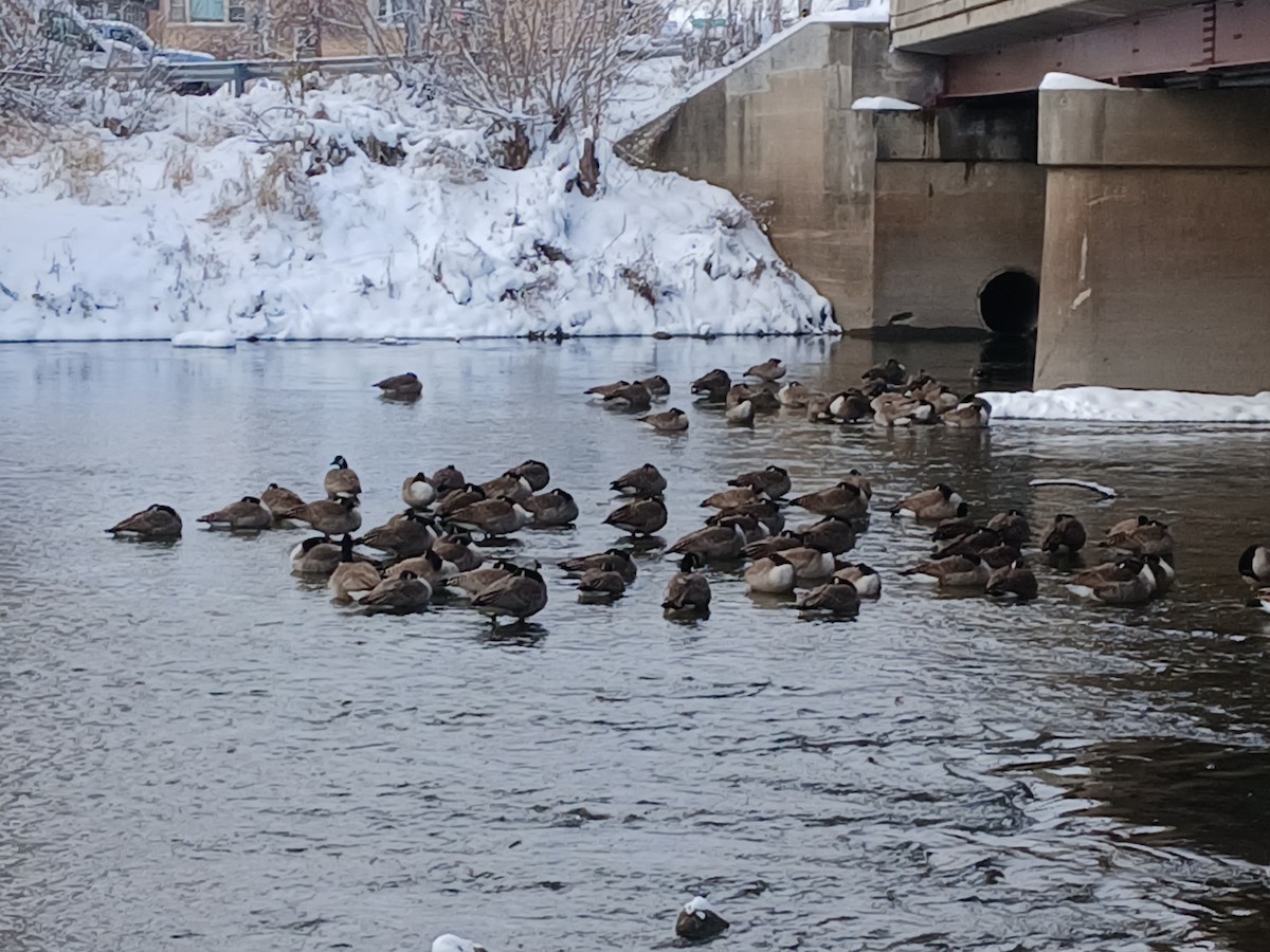 Oca canadese maggiore - ML646264331