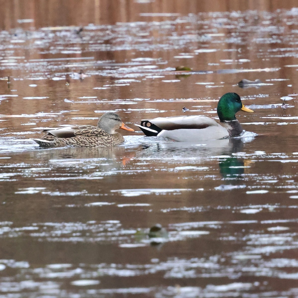 Mallard - ML646264335