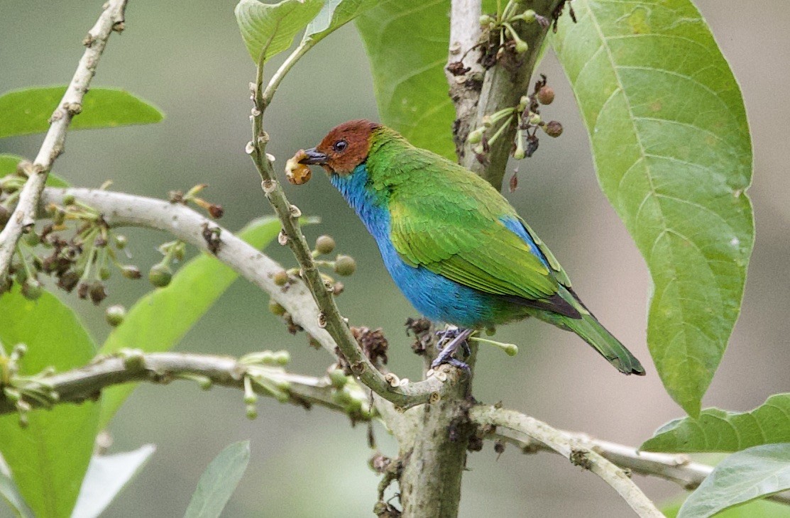 Bay-headed Tanager - ML646264341