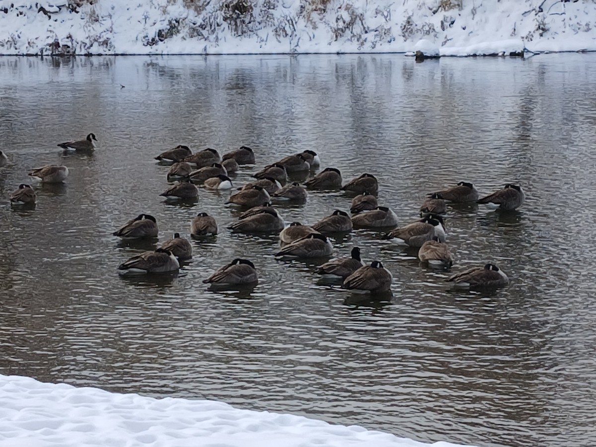 Oca canadese maggiore - ML646264342