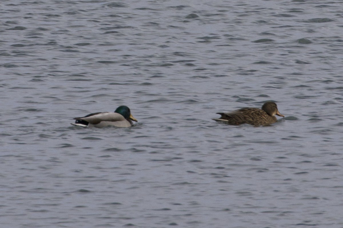 Mallard - ML646264343