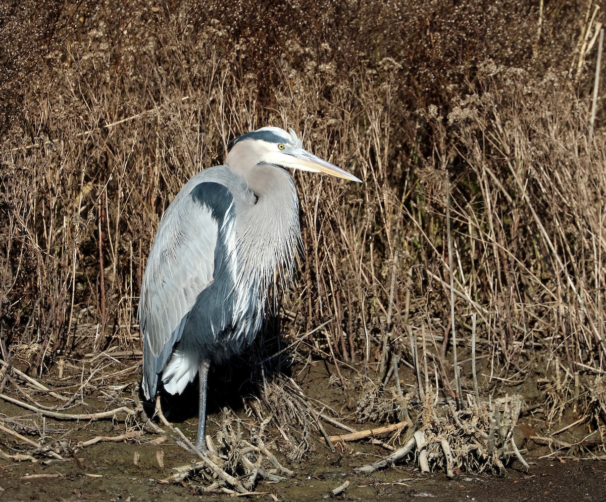Great Blue Heron - ML646264344