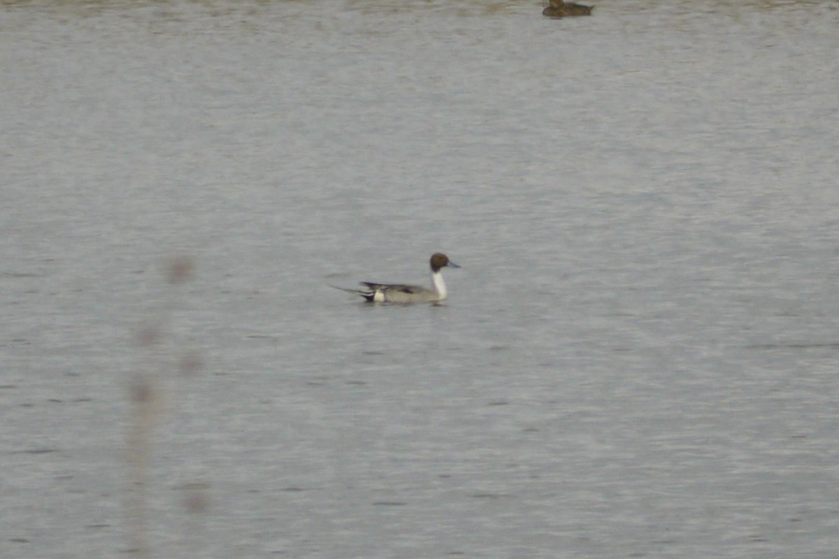 Northern Pintail - ML646264345
