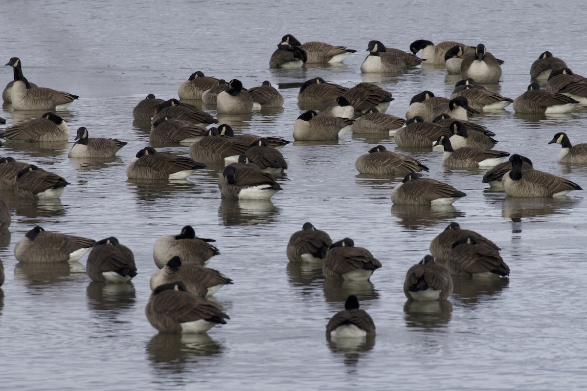 Oca canadese maggiore - ML646264347