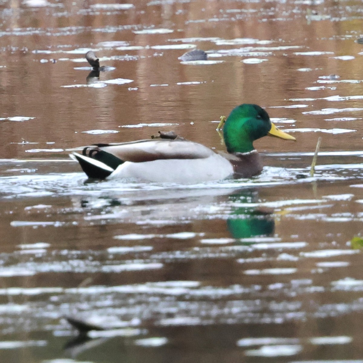 Mallard - ML646264350