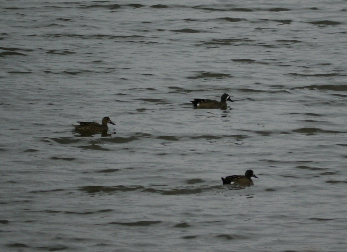 Blue-winged Teal - ML646264351