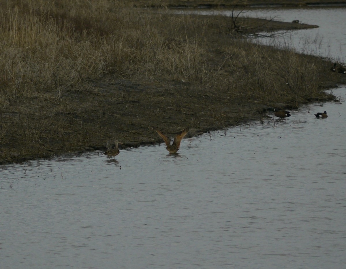 Marbled Godwit - ML646264353