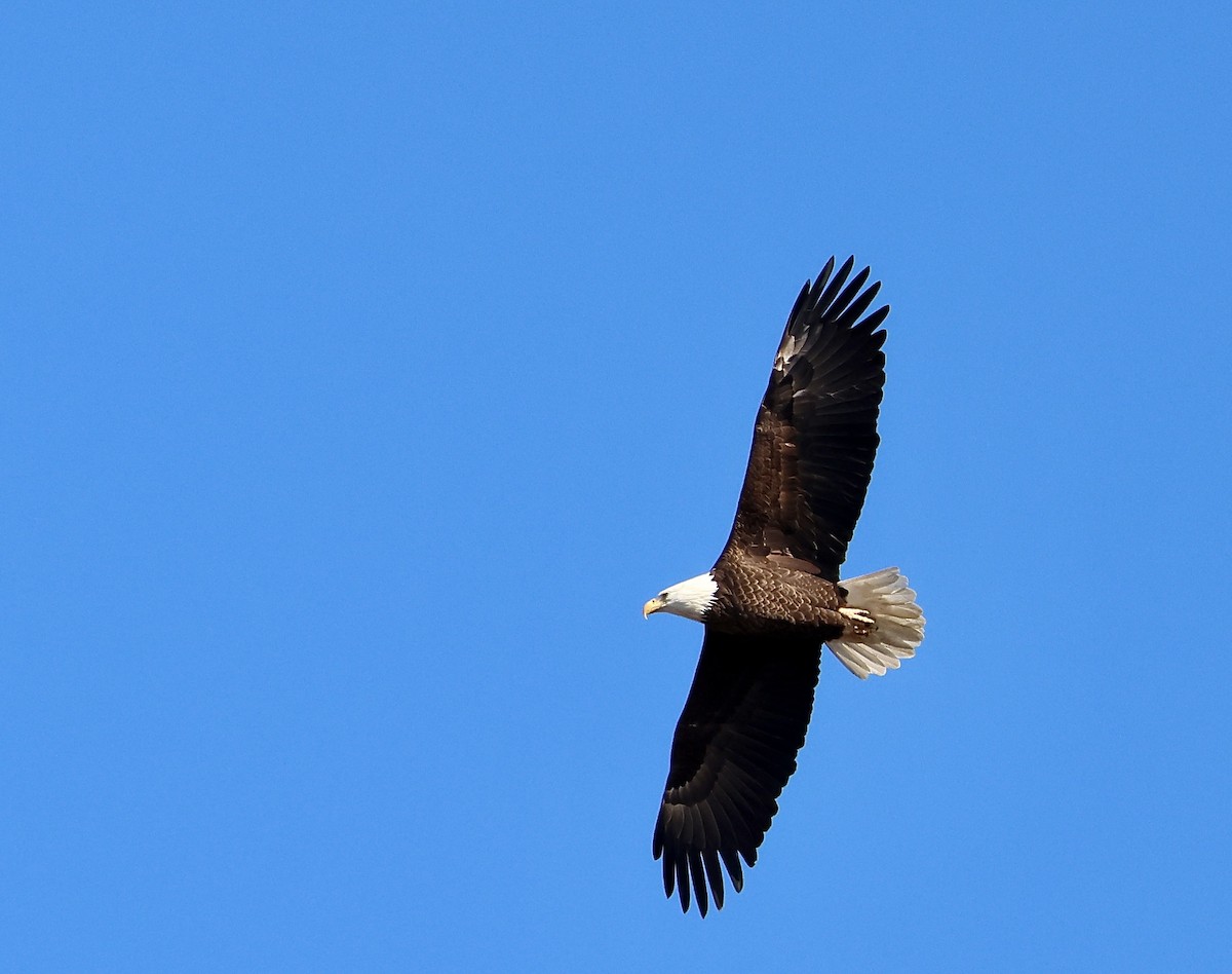 Bald Eagle - ML646264354