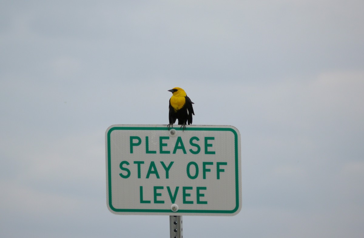 Yellow-headed Blackbird - ML646264363