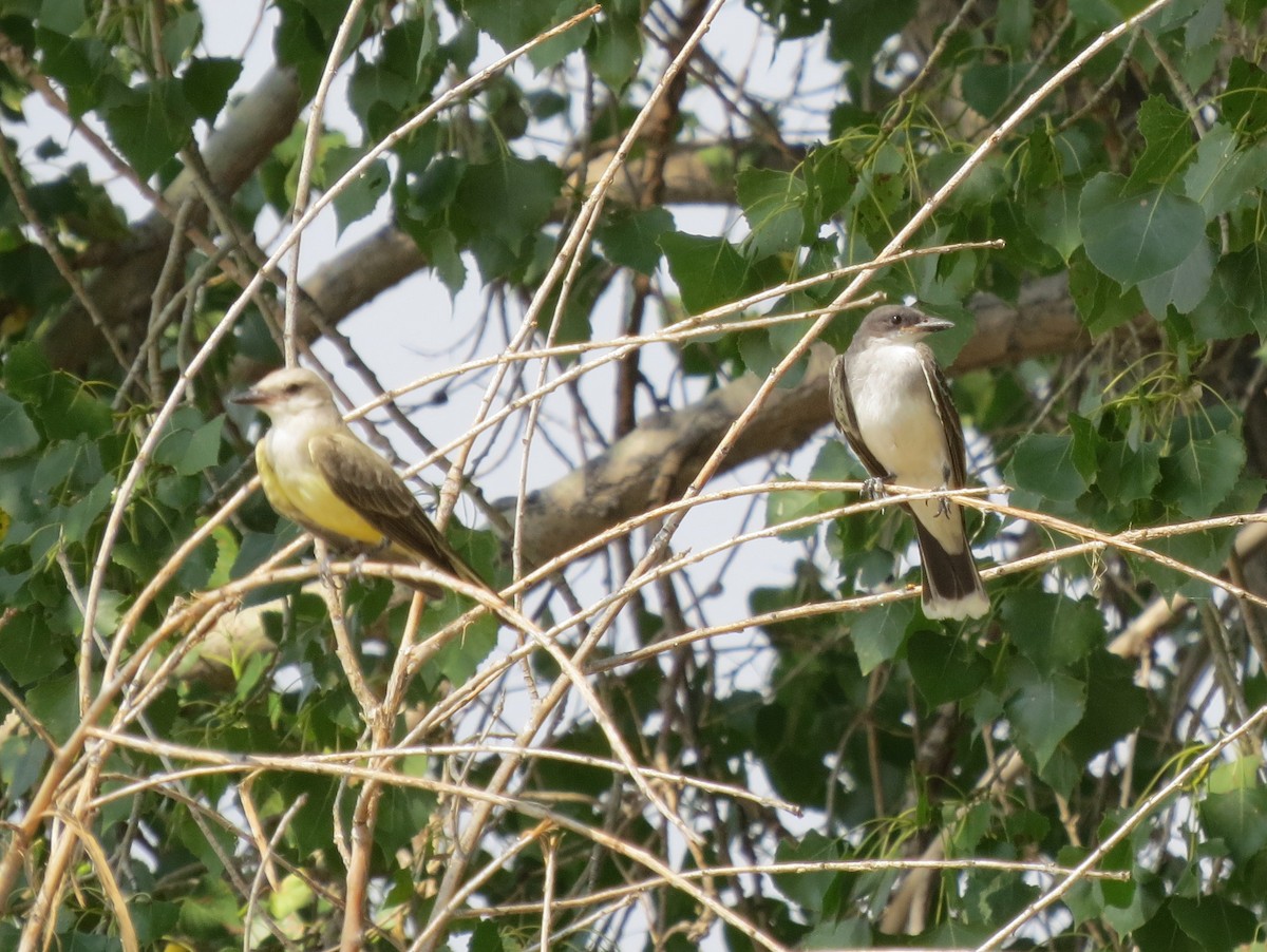 Tirano Occidental - ML646264366