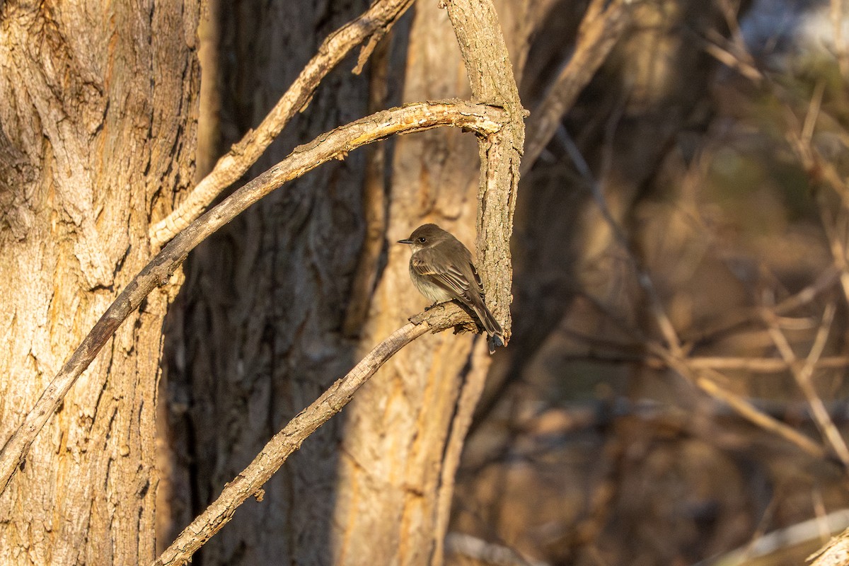 Eastern Phoebe - ML646264367