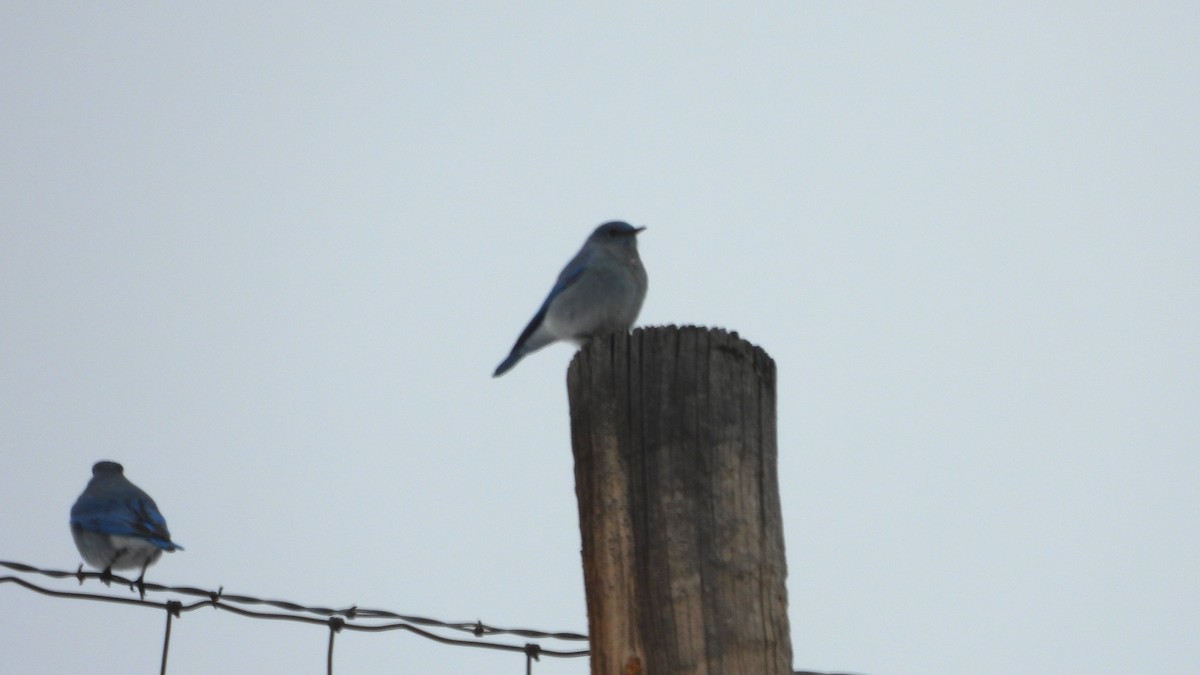 Mountain Bluebird - ML646264368