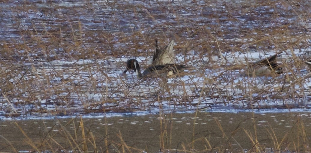Northern Pintail - ML646264369