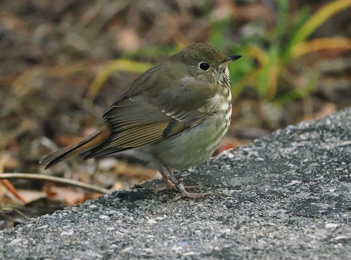 Hermit Thrush - ML646264373