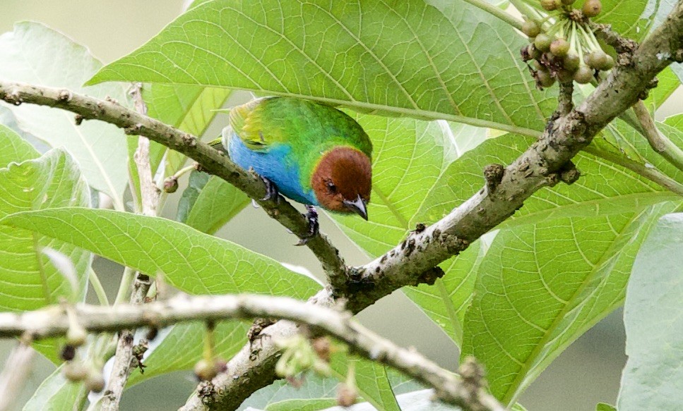 Bay-headed Tanager - ML646264375