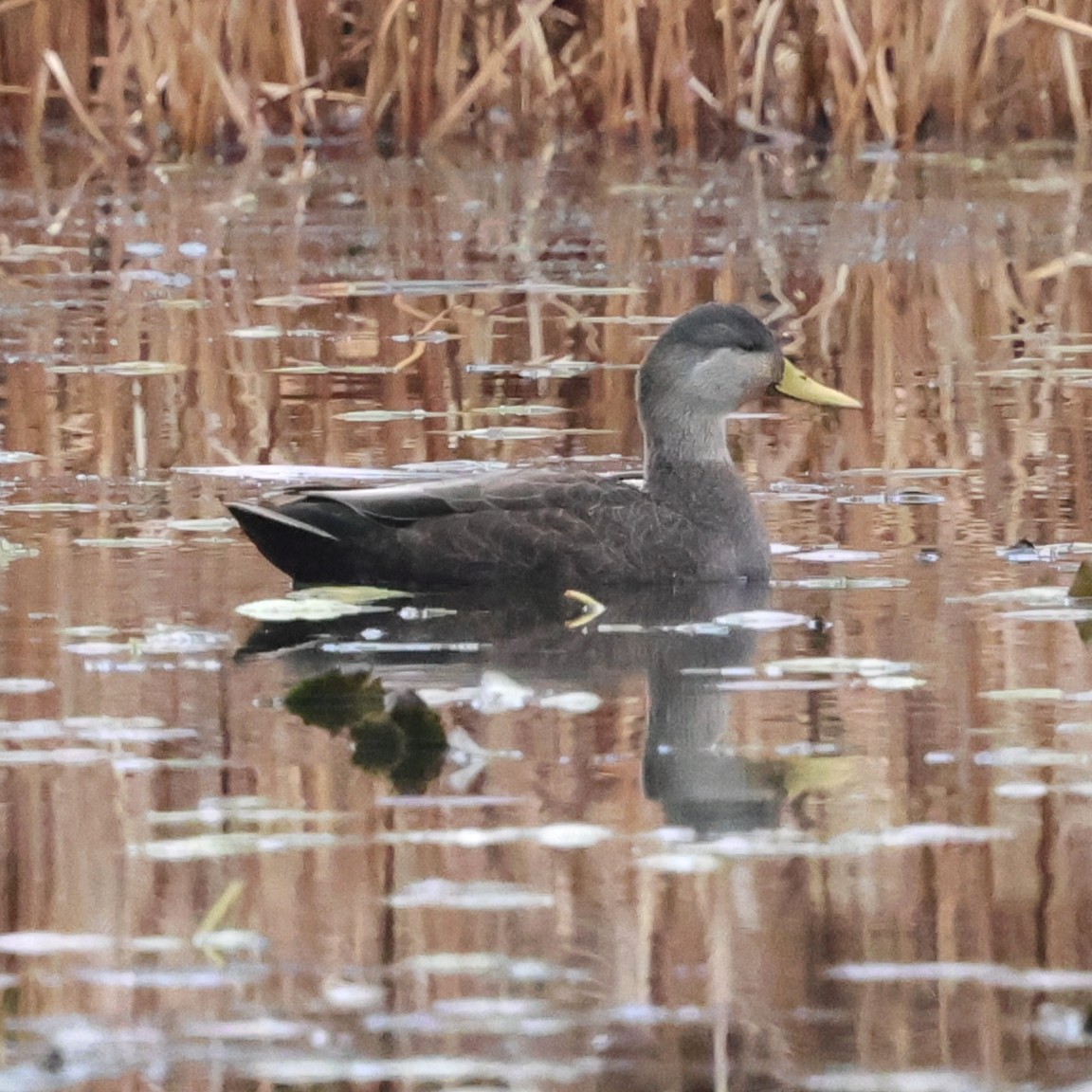 American Black Duck - ML646264376