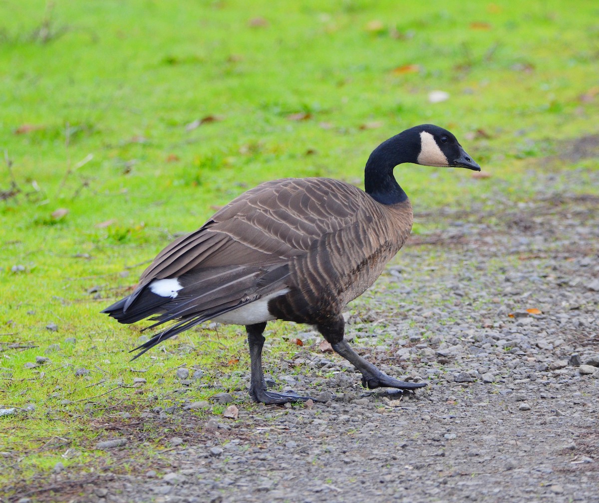 Oca canadese maggiore - ML646264382