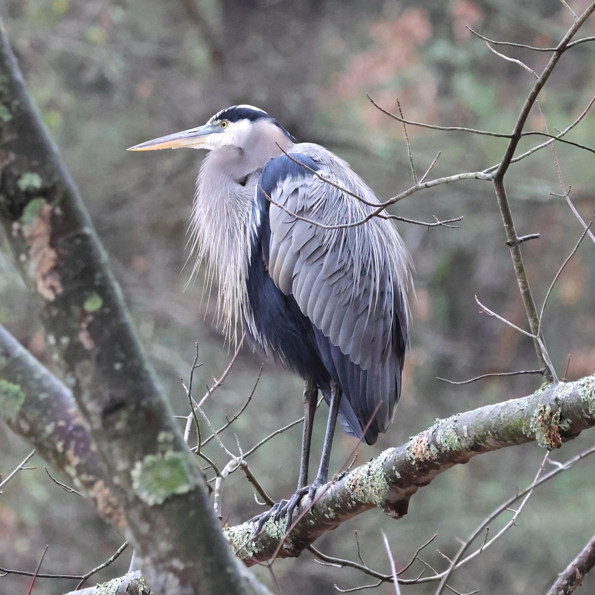 Great Blue Heron - ML646264385