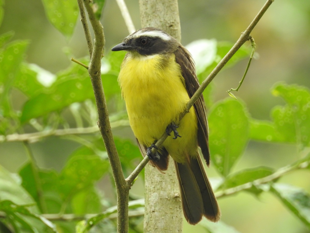 Sosyal Tiran - ML646264386