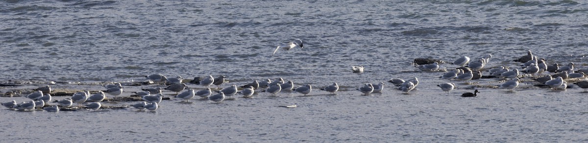 American Herring Gull - ML646264391