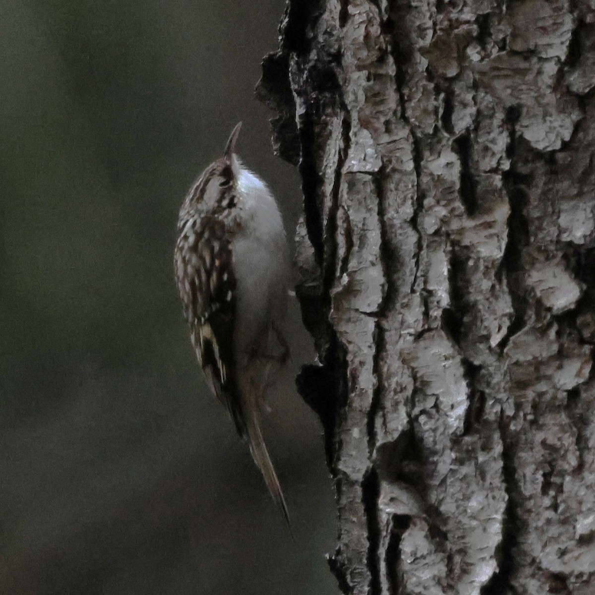 Brown Creeper - ML646264393
