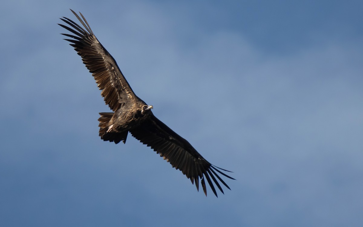 sup hnědý - ML646264396