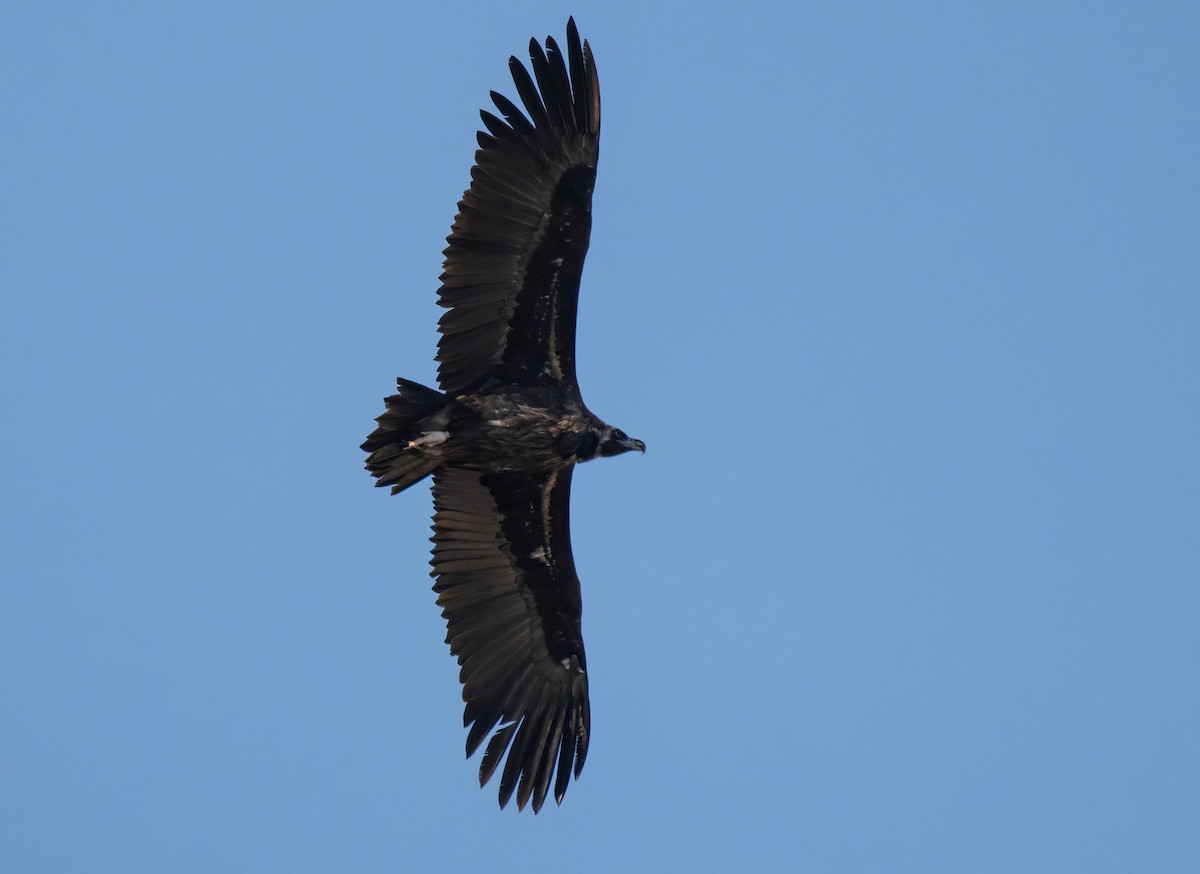 sup hnědý - ML646264401