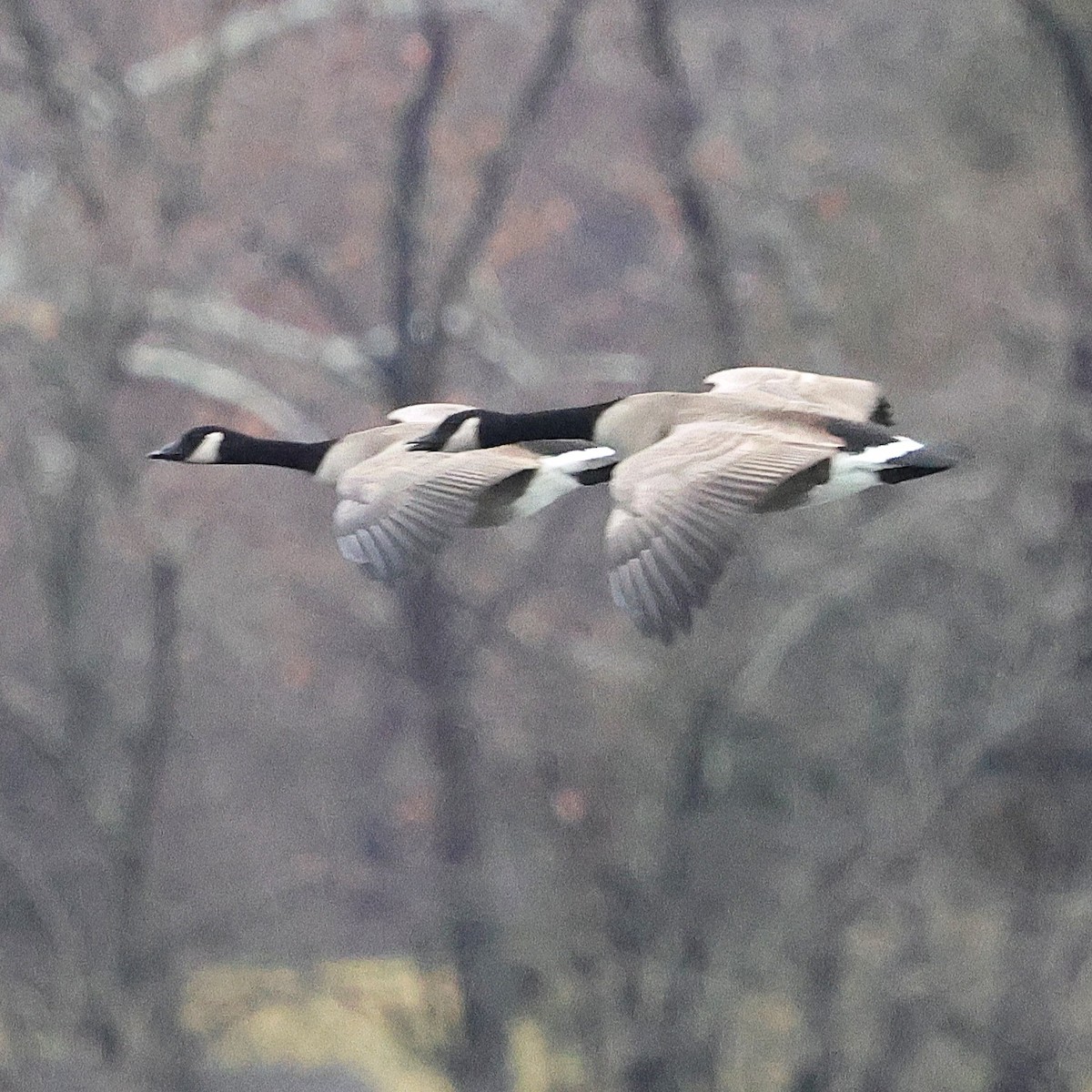 Oca canadese maggiore - ML646264404