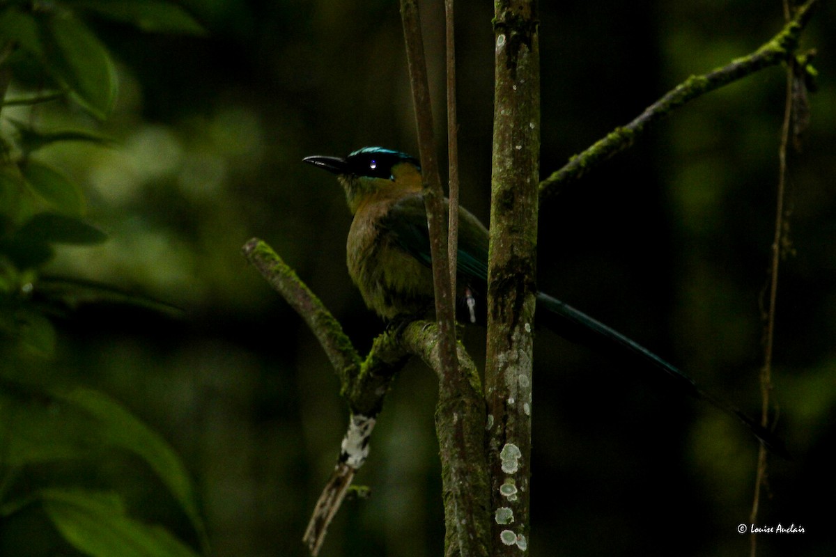 Andean Motmot - ML646264413