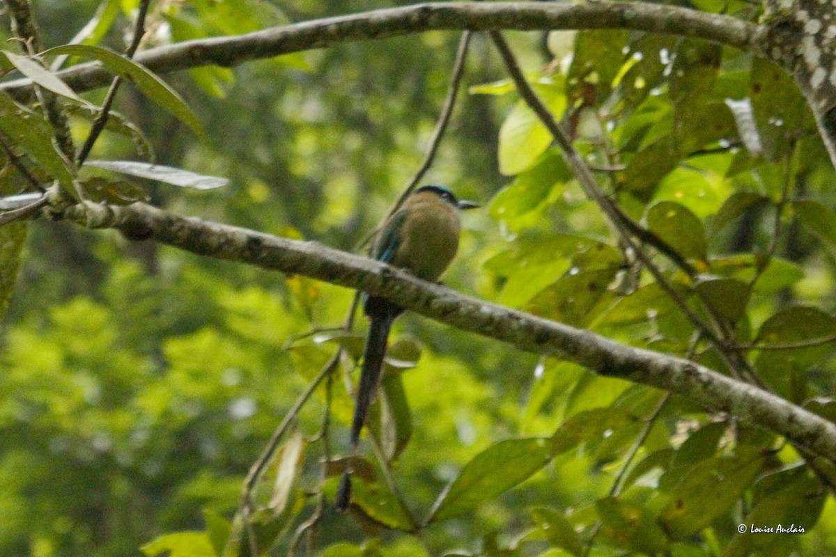 Andean Motmot - ML646264414