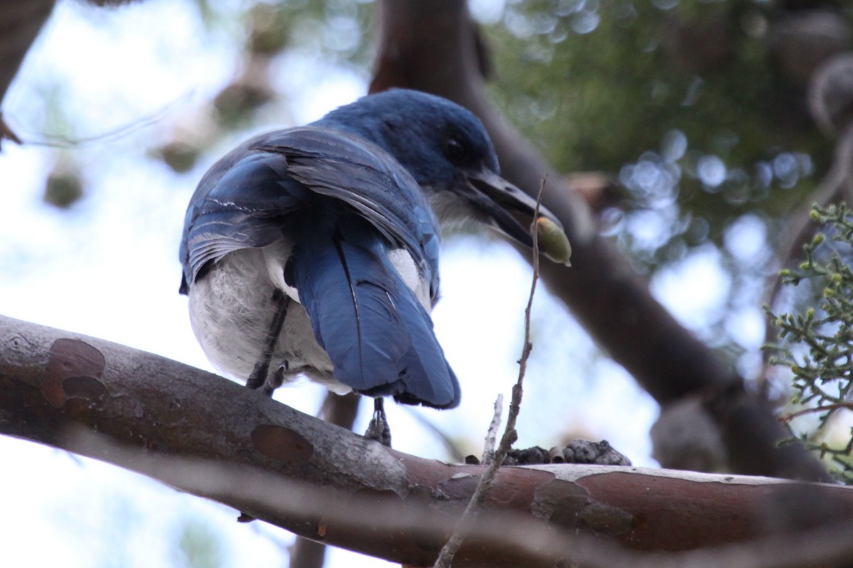 Mexican Jay - ML646264424