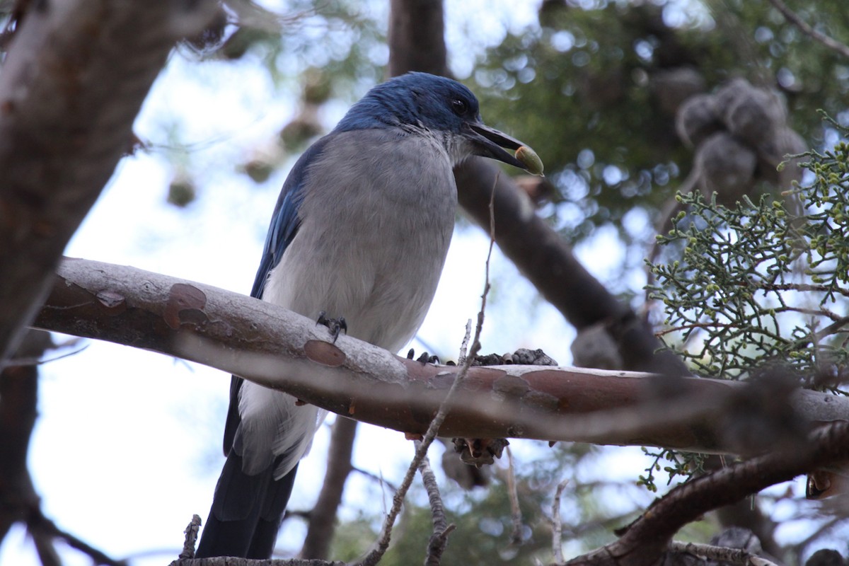 Mexican Jay - ML646264425