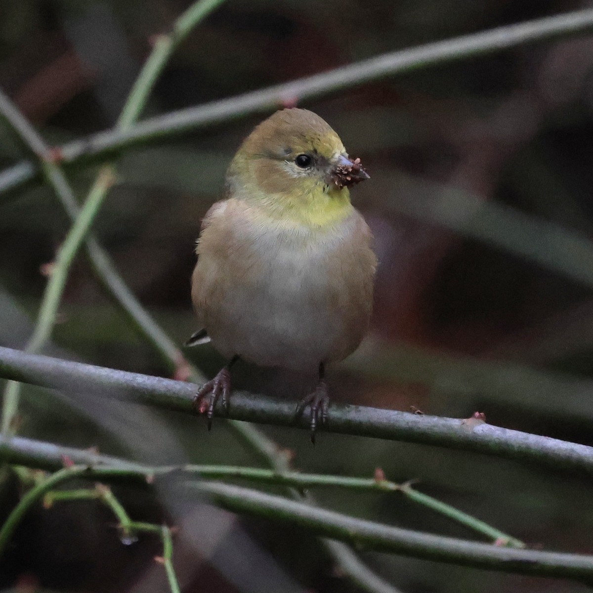 Goldzeisig - ML646264426